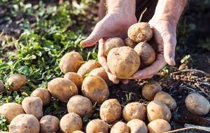 После картофеля можно посадить рожь, которая восстанавливает запасы калия и фосфора в земле