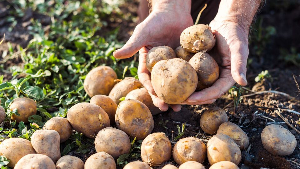 После картофеля можно посадить рожь, которая восстанавливает запасы калия и фосфора в земле