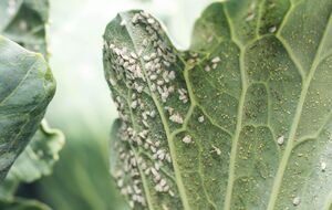 Чтобы защитить от белокрылки, капусту накрывают агроволокном