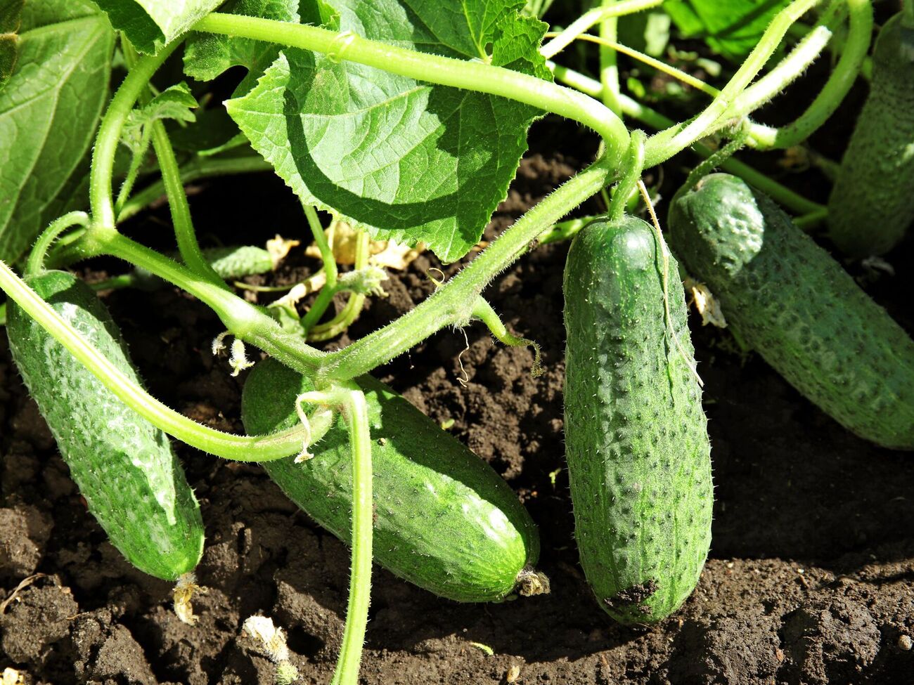Огурцы сможете собирать долго