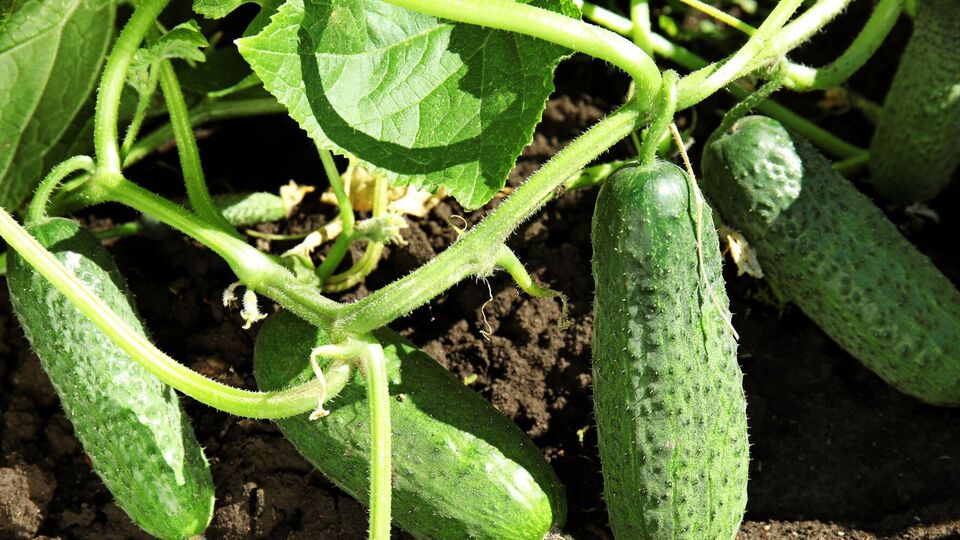 Огірки зможете збирати довго