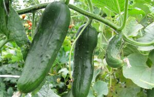 Огурцы не должны расти в стрессовых условиях