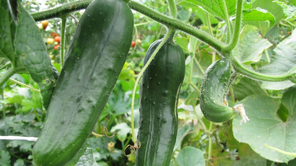 Огурцы не должны расти в стрессовых условиях