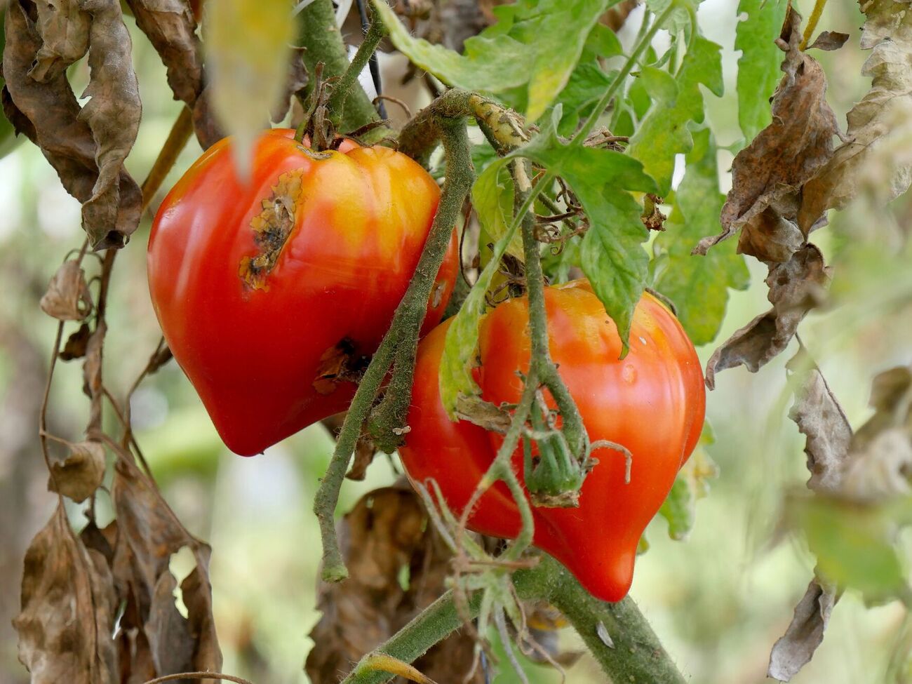 Сыворотка предотвращает появление фитофторы