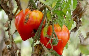 Сыворотка предотвращает появление фитофторы