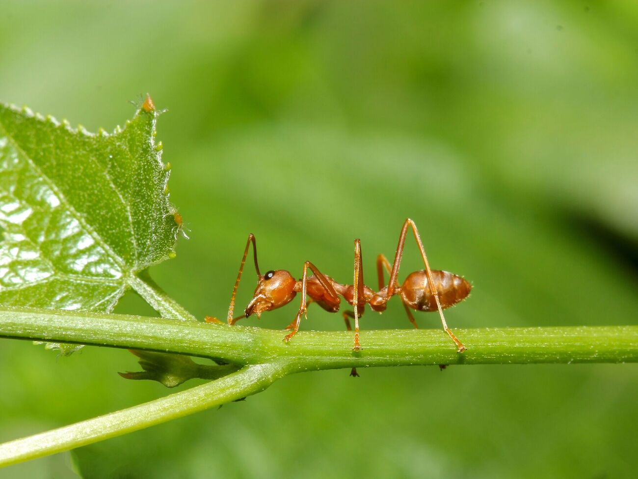 Мурахи можуть здатися нешкідливими, але це не так