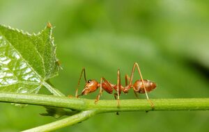 Мурахи можуть здатися нешкідливими, але це не так