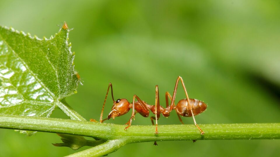 Муравьи могут показаться безвредными, но это не так