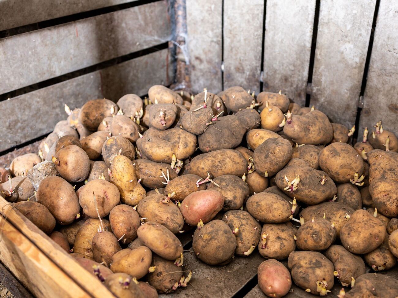 Картофель лучше хранится, если на него сверху положить в один-два слоя столовую свеклу