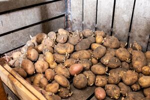 Картофель лучше хранится, если на него сверху положить в один-два слоя столовую свеклу