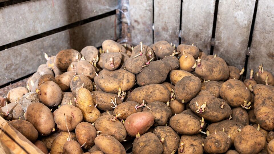 Картофель лучше хранится, если на него сверху положить в один-два слоя столовую свеклу