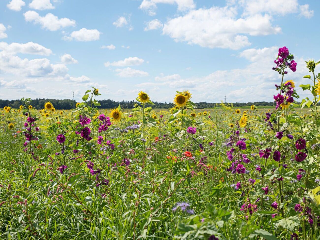 Как сидераты в августе нужно посеять фацелию, люпин, горчицу, овес, рожь, рапс и клевер