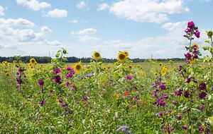 Как сидераты в августе нужно посеять фацелию, люпин, горчицу, овес, рожь, рапс и клевер