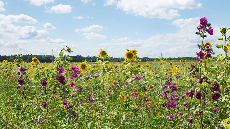 Как сидераты в августе нужно посеять фацелию, люпин, горчицу, овес, рожь, рапс и клевер