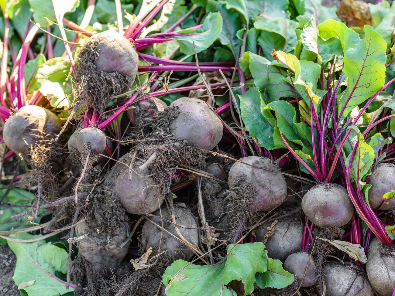 После того как выкопаете свеклу, дайте ей полежать и просохнуть на грядке