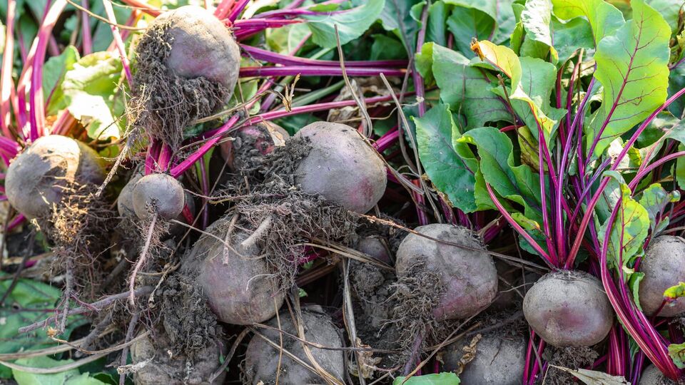 После того как выкопаете свеклу, дайте ей полежать и просохнуть на грядке