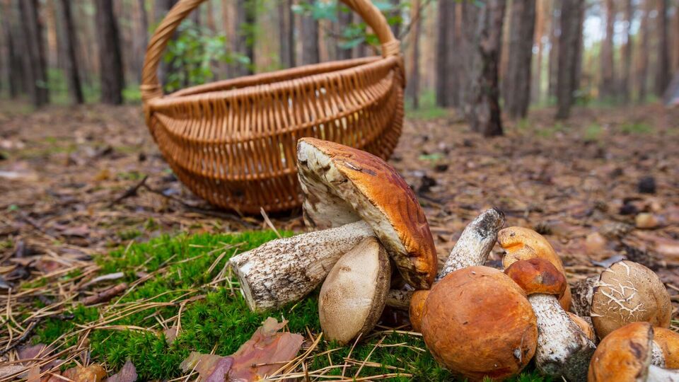 Грибы по меньшей мере трижды проварите в подсоленной воде