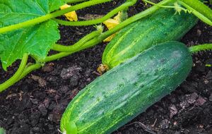 Огородник посоветовал обработать огурцы йодом