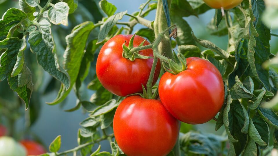 Калій зробить плоди солодкими