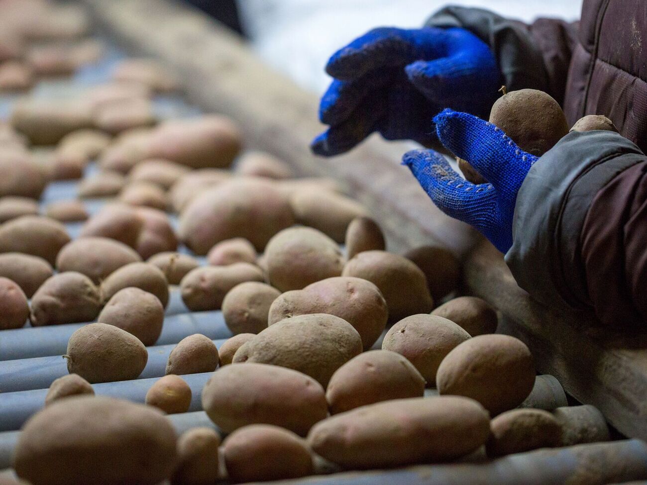 Самым обычным признаком рака являются бородавчатые наросты на картофеле