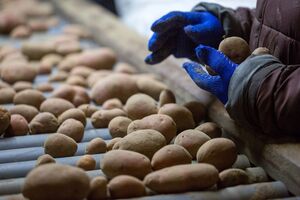 Найтиповішою ознакою раку є бородавчасті нарости на картоплі