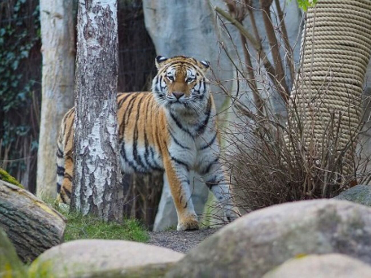 Інтерес тигриці Юшки до дитинчат упав наступного дня після їх народження