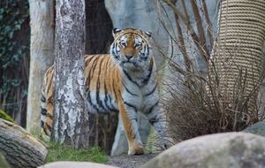 Інтерес тигриці Юшки до дитинчат упав наступного дня після їх народження
