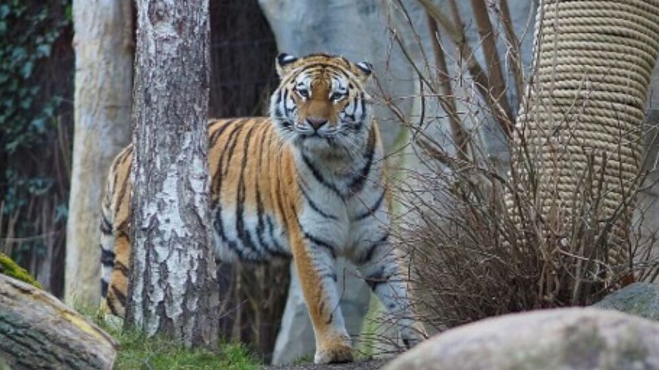 Интерес тигрицы Юшки к детенышам упал на следующий день после их рождения