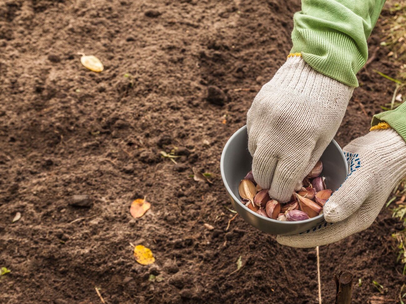 Осенняя подкормка имеет высокую эффективность