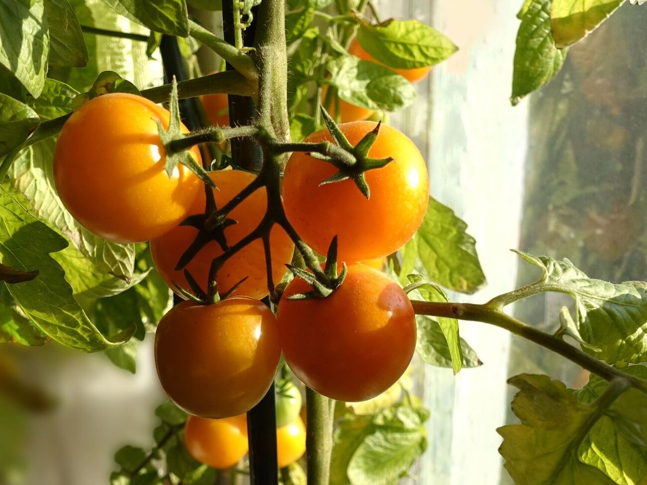 Такі томати треба збирати вчасно