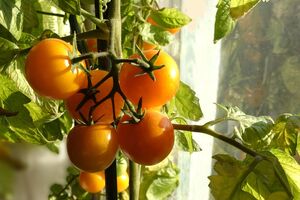 Такі томати треба збирати вчасно