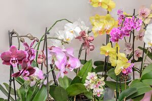 При правильном уходе к осени орхидея начнет формировать бутоны