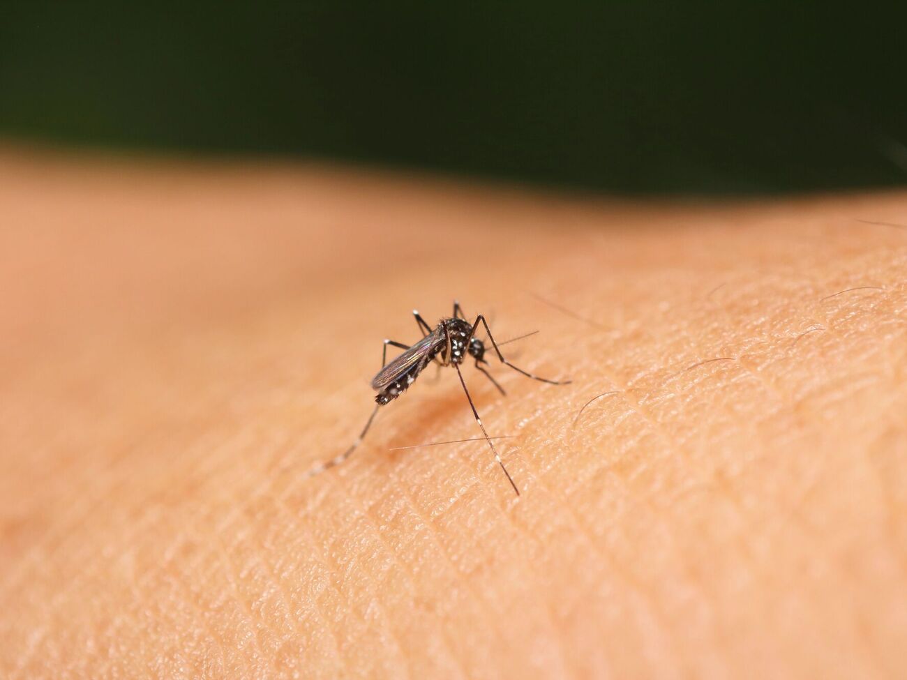 Лучший способ исключить аллергические проявления – профилактический