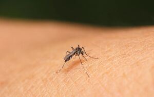 Лучший способ исключить аллергические проявления – профилактический