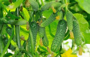 Огурцы снова будут плодоносить