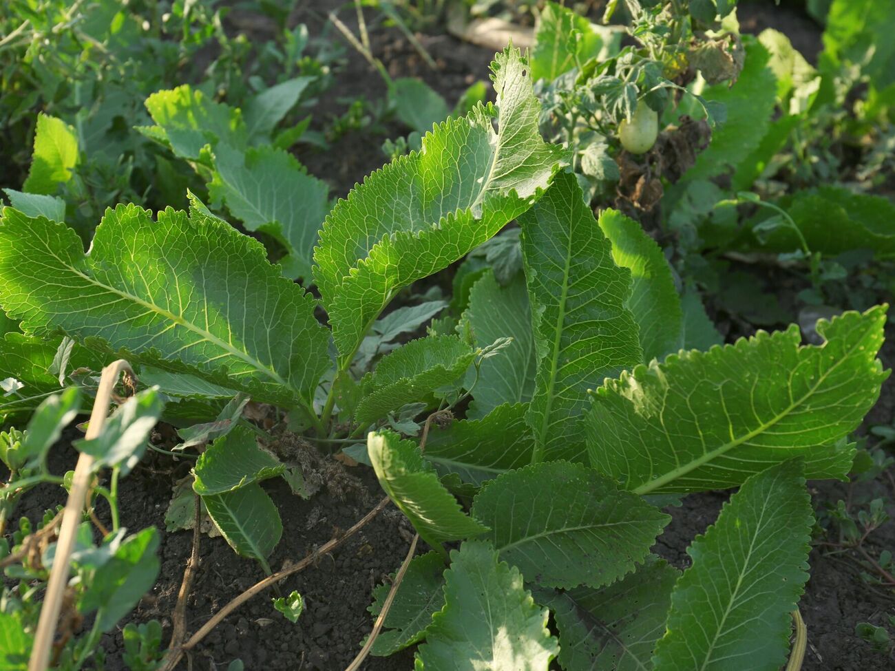 Обробляти хрін гербіцидом потрібно у вечірній час