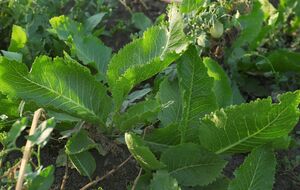 Обрабатывать хрен гербицидом нужно в вечернее время