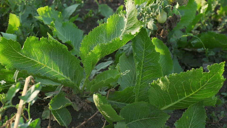 Обрабатывать хрен гербицидом нужно в вечернее время