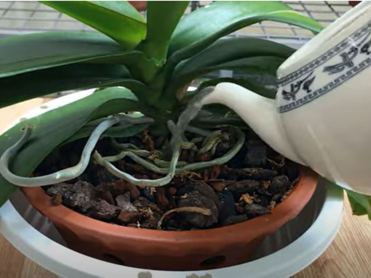 Орхидею нужно поливать удобрением из молока и корицы раз в неделю