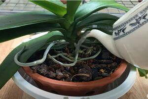 Орхидею нужно поливать удобрением из молока и корицы раз в неделю