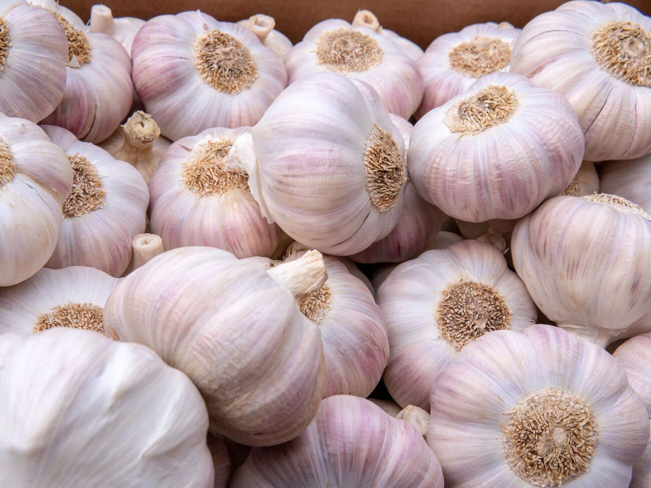 Часник дасть якісний урожай