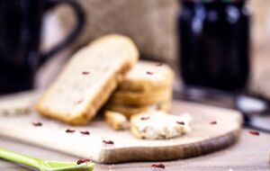 Не стоит игнорировать даже единичных муравьев