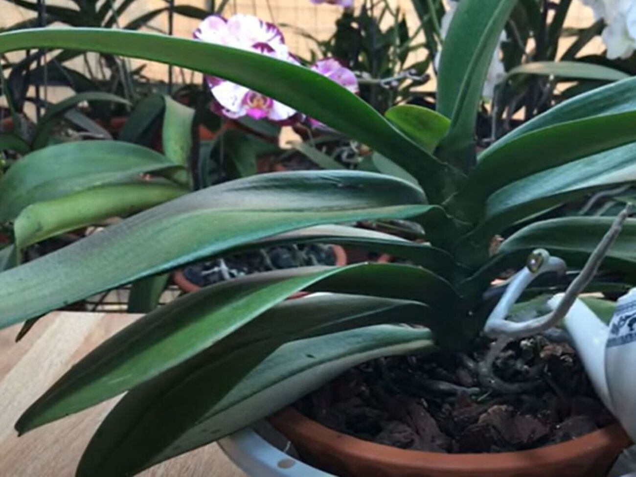 Поливати орхідеї настоєм із картоплі потрібно раз на два тижні