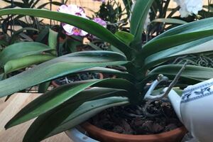 Поливать орхидеи настоем из картофеля нужно раз в две недели