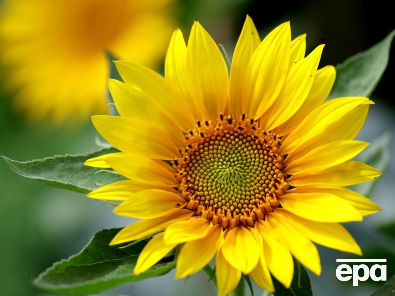 Подсолнухи украинец выращивает семь лет