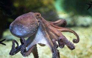 Ученые выяснили новый интересный факт об осьминогах