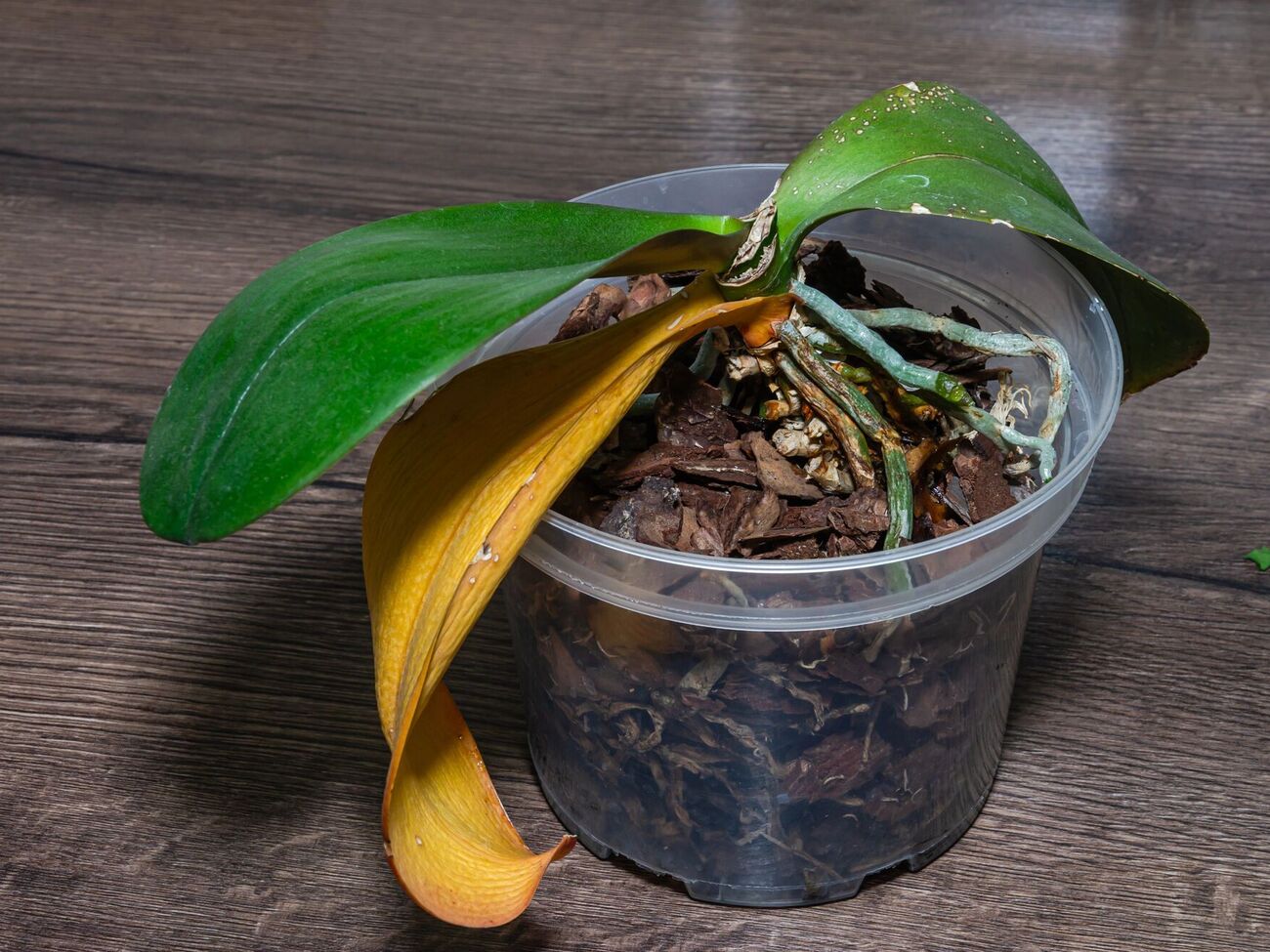 Если вы заметили на листьях орхидеи пятна или налет, обрежьте поврежденную часть