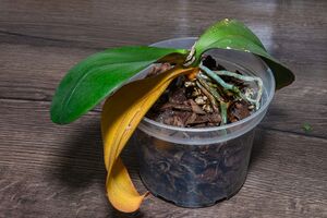 Если вы заметили на листьях орхидеи пятна или налет, обрежьте поврежденную часть