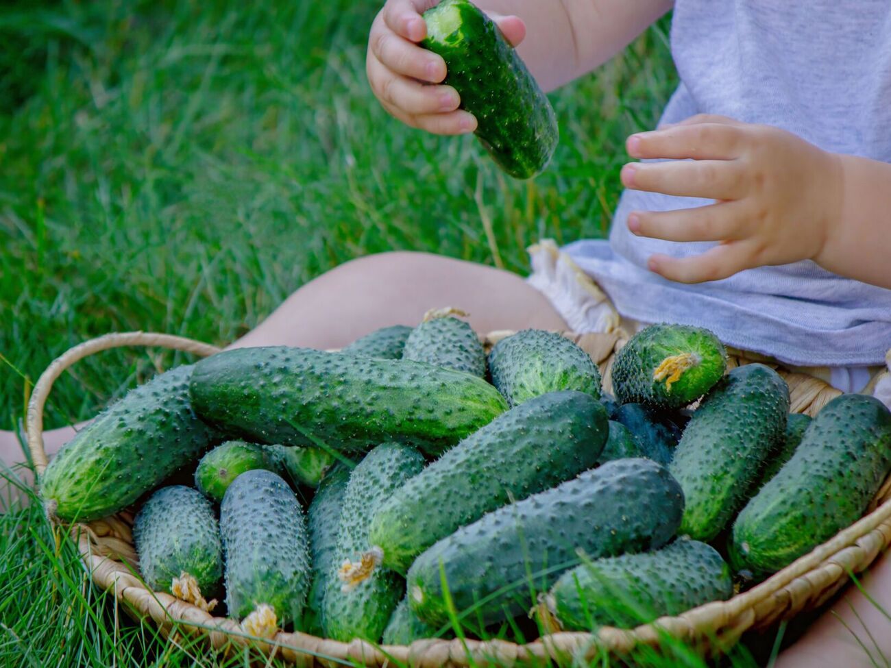 Завдяки кропиві огірки потішать щедрим урожаєм