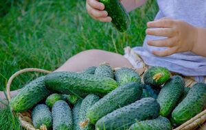 Благодаря крапиве огурцы порадуют щедрым урожаем